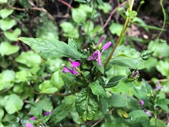 Hypoestes floribunda