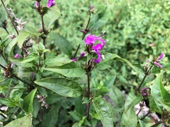 Hypoestes floribunda