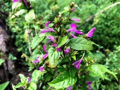 Hypoestes floribunda