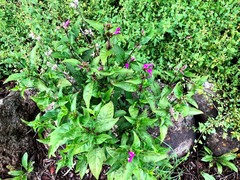 Hypoestes floribunda