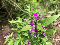 Hypoestes floribunda