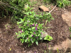 Hypoestes floribunda