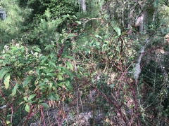 Phytolacca americana rigida