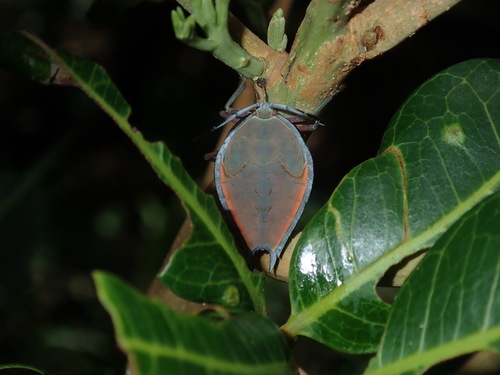 Photo of Lychee Stink Bug (Lyramorpha rosea)
