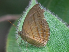 Mycalesis fusca