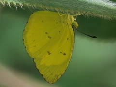 Eurema tilaha
