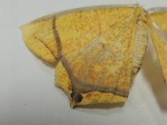 Thinopteryx crocoptera