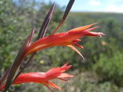 Gladiolus vandermerwei