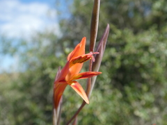 Gladiolus vandermerwei