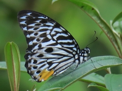 Graphium delessertii
