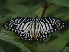 Graphium delessertii