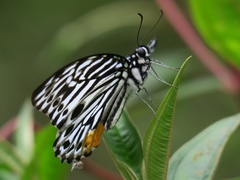 Graphium delessertii