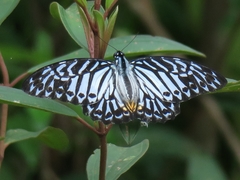 Graphium delessertii