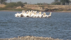 Pelecanus onocrotalus