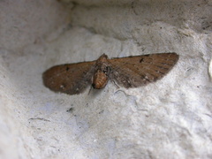 Eupithecia assimilata