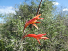 Gladiolus vandermerwei