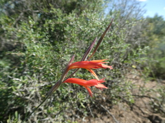 Gladiolus vandermerwei