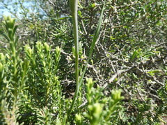 Gladiolus vandermerwei