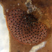 Sub-ovoid Bryozoan - Photo (c) Robin Gwen Agarwal, some rights reserved (CC BY-NC), uploaded by Robin Gwen Agarwal