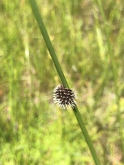 Chorizandra sphaerocephala