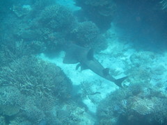 Rhynchobatus australiae