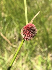 Chorizandra sphaerocephala