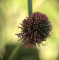 Chorizandra sphaerocephala