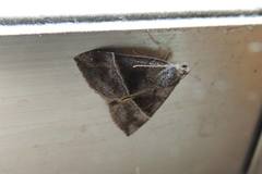 Hypena trigonalis
