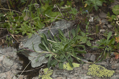 Campanula tridentata biebersteiniana