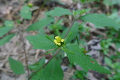 Sigesbeckia glabrescens