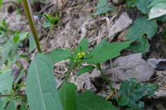 Sigesbeckia glabrescens