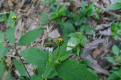 Sigesbeckia glabrescens