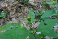 Sigesbeckia glabrescens