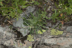 Campanula tridentata biebersteiniana