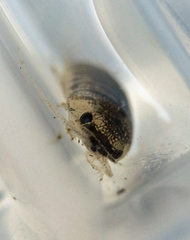 Cirolana harfordi
