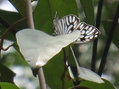 Cyclosia pieridoides