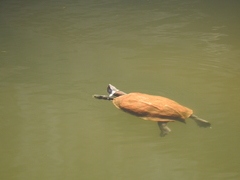 Melanochelys trijuga