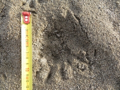 Myocastor coypus