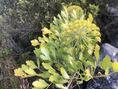 Notobubon galbanum