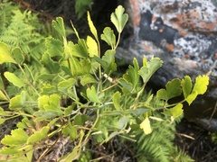 Notobubon galbanum