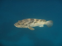 Epinephelus malabaricus