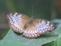 Bassarona teuta