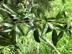 Jasminum didymum racemosum