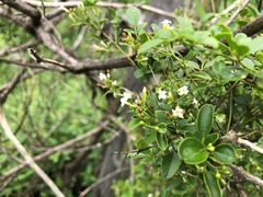 Jasminum didymum racemosum