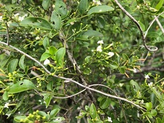 Jasminum didymum racemosum