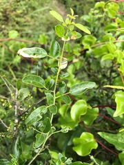Jasminum didymum racemosum