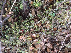 Gonocarpus aggregatus