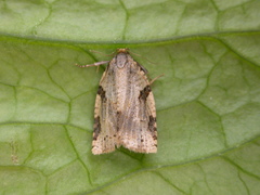 Clepsis spectrana