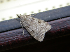 Scoparia subfusca