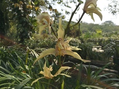 Cymbidium hookerianum